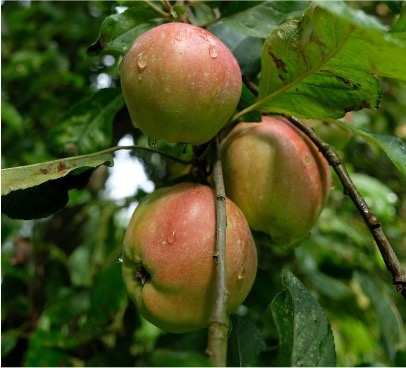 appels